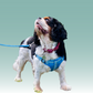 Dog Comfort Step In Harness - Large only