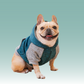 Frenchie Dog Hoodie - Baby Blue