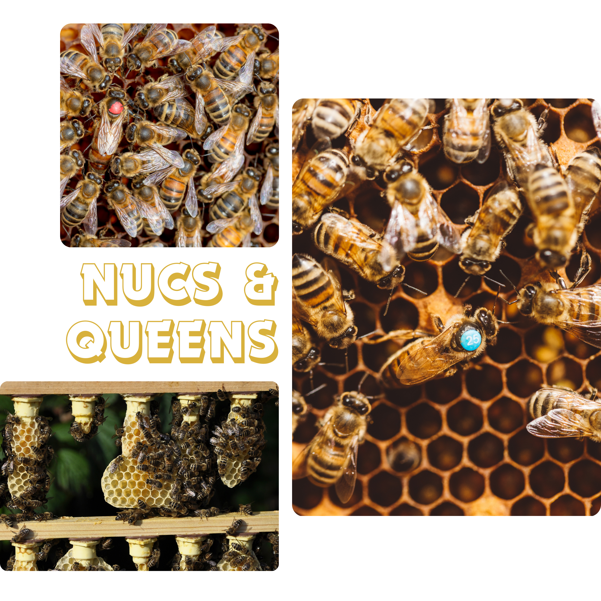 Hagen's Bees